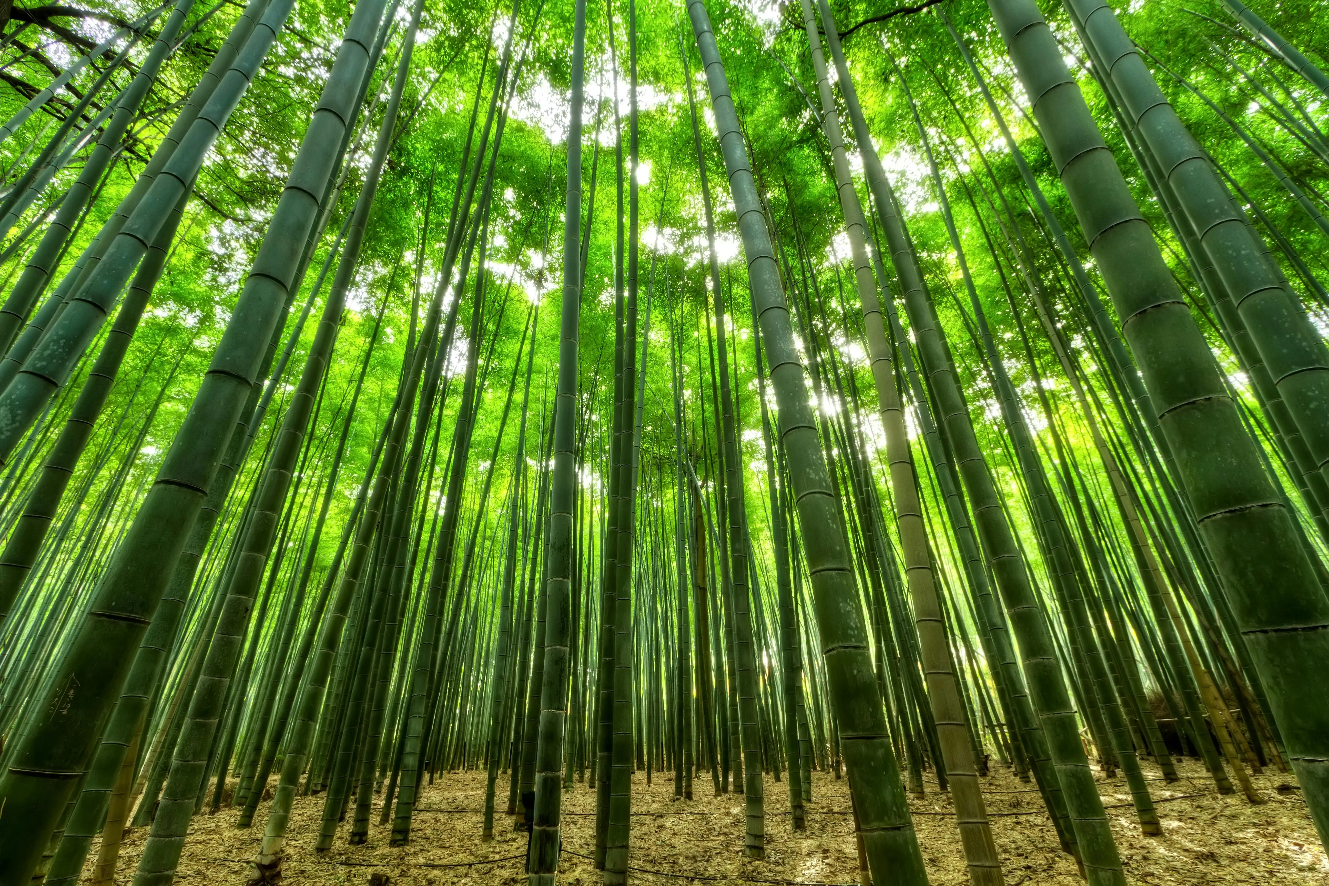 Bambous symbolisant la sérénité et la tranquillité